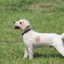 Cavapoos, Poodles, and Springerdoodles from Sugarland Puppies
