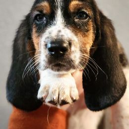 Basset Hounds from The Walls Hounds With Heart