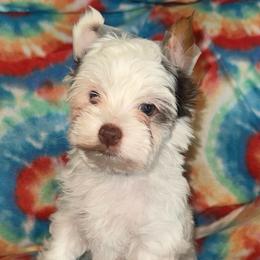 Ziva - Parti female Yorkshire Terrier puppy in Dexter City, Ohio from Harriman's Yorkshire Terriers