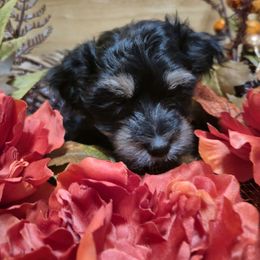 Licorice - Black female Maltipoo puppy in Sidney, Maine from Snow Pond Farm