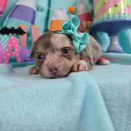Monet - Merle female Chihuahua puppy in Piqua, Kansas from Cute As A Cupcake Chihuahuas