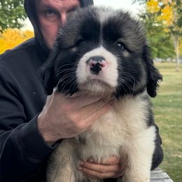 Green Boy - Sable male Caucasian Shepherd Dog puppy in Twining, Michigan from Royal Caucasian Shepherds ®