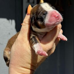 Odin - Sable and white male American Corgi puppy in East Oakdale, California from Rhettro Kennels