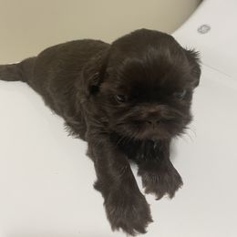 Shih Tzu Puppies from Pilgrim Shih tzu