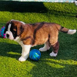 Purple - Mahogany and white female Saint Bernard puppy in Double Springs, Alabama from St Bernard Kingdom, LLC