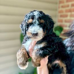 Strudel - Tri-color male Bernedoodle puppy in Denver, Pennsylvania from Greenview Puppies