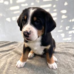 Aqua - Black, white and red male Greater Swiss Mountain Dog puppy in Pasadena, California from Park Place Swissys