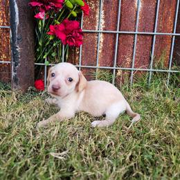 Lainey - Dapple female Dachshund puppy in Florence, Arizona from Doxie Town Az