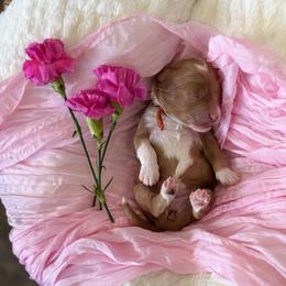 Dahlia (Orange) - Red  female Goldendoodle puppy in Payson, Utah from Life_on. Paws
