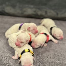 Golden Retrievers from Jersey Golden Retrievers