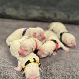Golden Retrievers from Jersey Golden Retrievers