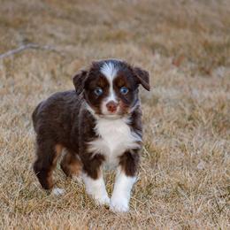 Graham - Red tri male Miniature Australian Shepherd puppy in Blackfoot, Idaho from Bellewynd Acres