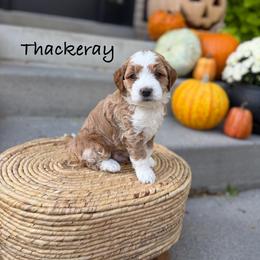 Thackery Binx - Red  male Goldendoodle puppy in Springville, Utah from JW Doodles