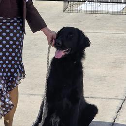 Kaalee - Flat-Coated Retriever
