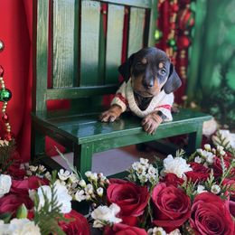 Black and tan male - Black and tan male Dachshund puppy in Wills Point, Texas from East Mini Dachshunds Texas