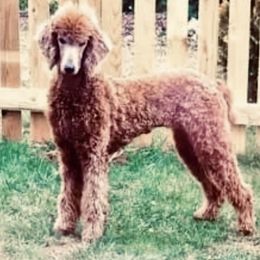 Poodle Puppies from Prissy Pants Poodles LLC