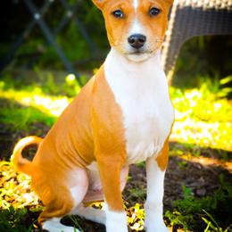 Will - Red and white male Basenji puppy in San Diego, California from Triforce Basenjis