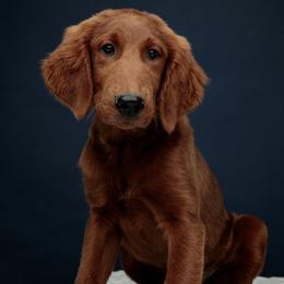 Companion Crosses and Havanese from Big Hearted Breeders
