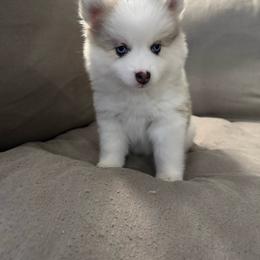 Thumper - Merle female Pomsky puppy in West Sacramento, California from Pinkie's Pomskies