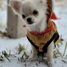 Chihuahua Puppies from Strawberry River Kennel