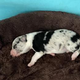 Border Collie Puppies from Roaring River Border Collies