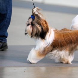 Golden Retrievers and Shih Tzus from The Ohana Paws