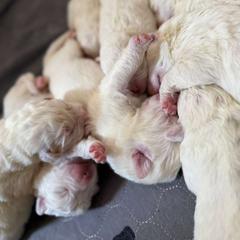 Maremma Sheepdog Puppies from Wildsong Farm