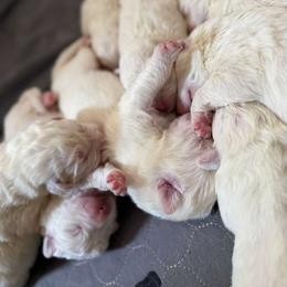 Maremma Sheepdog Puppies from Wildsong Farm
