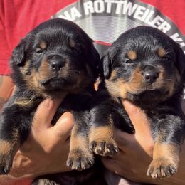 Luffy Vom Haus Williams - Black and mahogany male Rottweiler puppy in San Antonio, Texas from VHWilliamsRottweilers