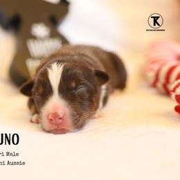 Bruno - RTM - Red tri male Miniature Australian Shepherd puppy in Nacogdoches, Texas from TK Standard, Mini, & Toy Aussies