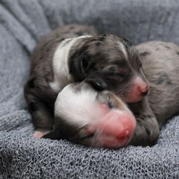 Aussiedoodle puppies from Blue Diamond Puppies