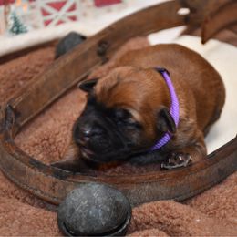 Lilly - Wheaten female Soft Coated Wheaten Terrier puppy in Kirksville, Missouri from BellSharps Australian Shepherds
