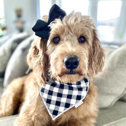 Daisy - Goldendoodle