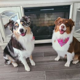 Australian Shepherds from Wildthings Australian Shepherds