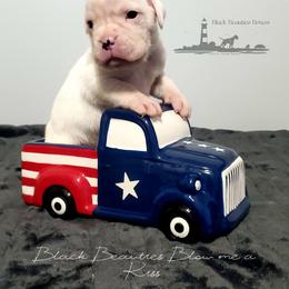 Black Beauties Blow me a Kiss - White female Boxer puppy in Elizabeth City, North Carolina from Black Beauties Boxers