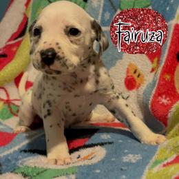 Fairuza - White and black female Dalmatian puppy in Las Vegas, Nevada from 101 Dew Dream Valley Dalmatians