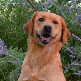 Twizzler - Labrador Retriever