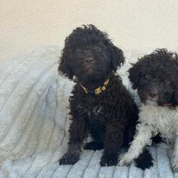 Giada - Brown roan female Lagotto Romagnolo puppy in Chico, California from Anna’s Lagottos