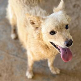 Shekel - Yellow male Mudi puppy in Benson, Arizona from Twisted Acres Border Collies and Mudi