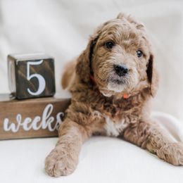 Aussiedoodles, Bernedoodles, and Goldendoodles from Doodles & Danes