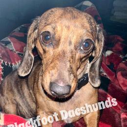 Lady - Dachshund