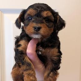 Champagne - Black and tan male Yorkipoo puppy in Coshocton, Ohio from Forever Family Puppies