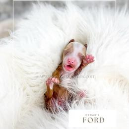 F O R D - Red  male Goldendoodle puppy in Cedar City, Utah from Cedar Doodles- Home of the Teddybear Goldendoodle