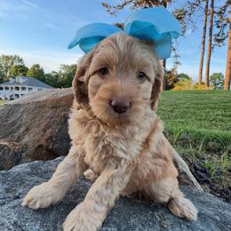 Daisy - Red  female Goldendoodle puppy in Charlotte, North Carolina from Hopeful Heart Doodles