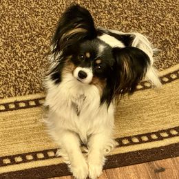 Jasmine - Papillon