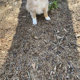 Boy 2 - Miniature Australian Shepherd puppy in Paris, Texas from Kuttin’ Up Mini Aussies