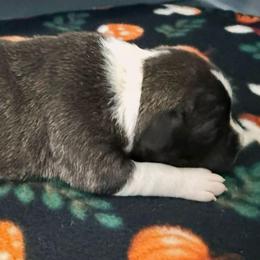 Buttercup - Brown brindle female American Staffordshire Terrier puppy in Clintwood, Virginia from SkyBlue Kennel