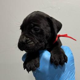 Male 1 - Black male Cane Corso puppy in Cashion, Oklahoma from APEXOK Cane Corsos LLC