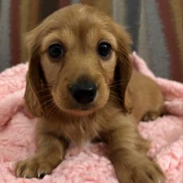 Winnie - Red female Dachshund puppy in Mesa, Arizona from Ruby Desert Doxies