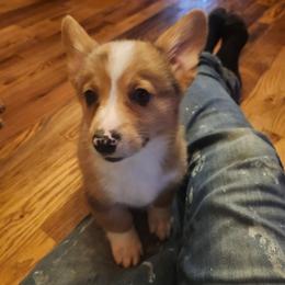 Red merle boy 4 - Red merle and white male American Corgi puppy in Hampton, Tennessee from TC Farms Stock Dogs - Miniature Australian Shepherds